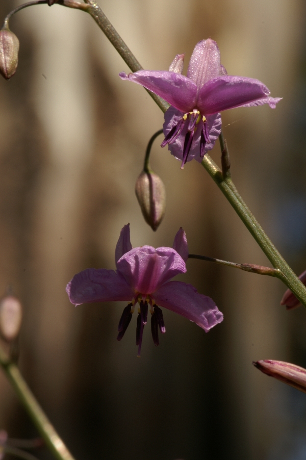 Arthropodium strictum